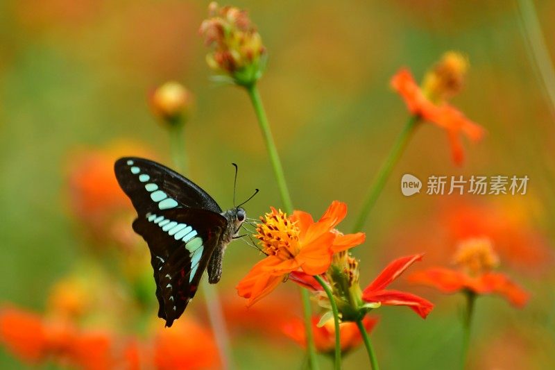 蝴蝶和黄色/橙色的宇宙花